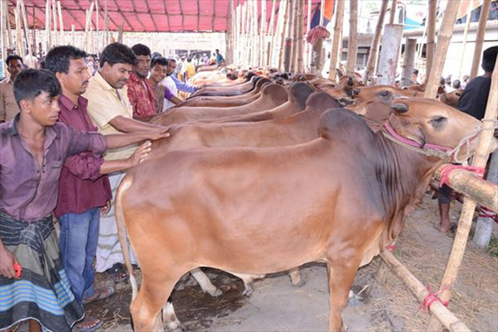 কোরবানির ইদে গোহত্যায় কড়াকড়ি, রাজ্যজুড়ে গরু কোরবানি না দেওয়ার আহ্বান মসজিদ-ইদগাহ কমিটিগুলোর